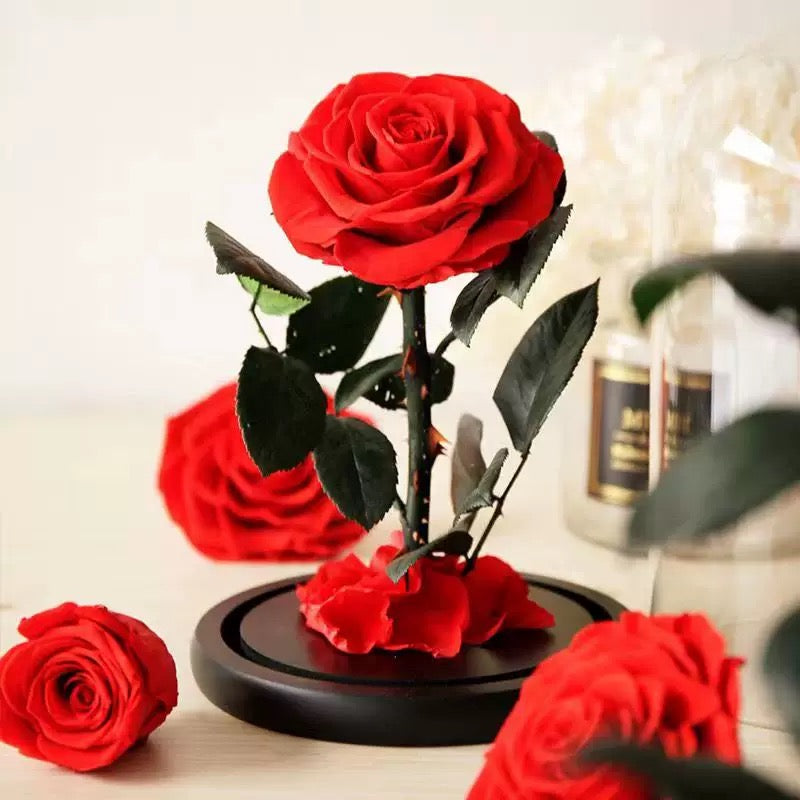 Preserved Real Rose in Glass Dome – Eternal Rose Gift for Her, Mom, Wife – Perfect for Special Occasions