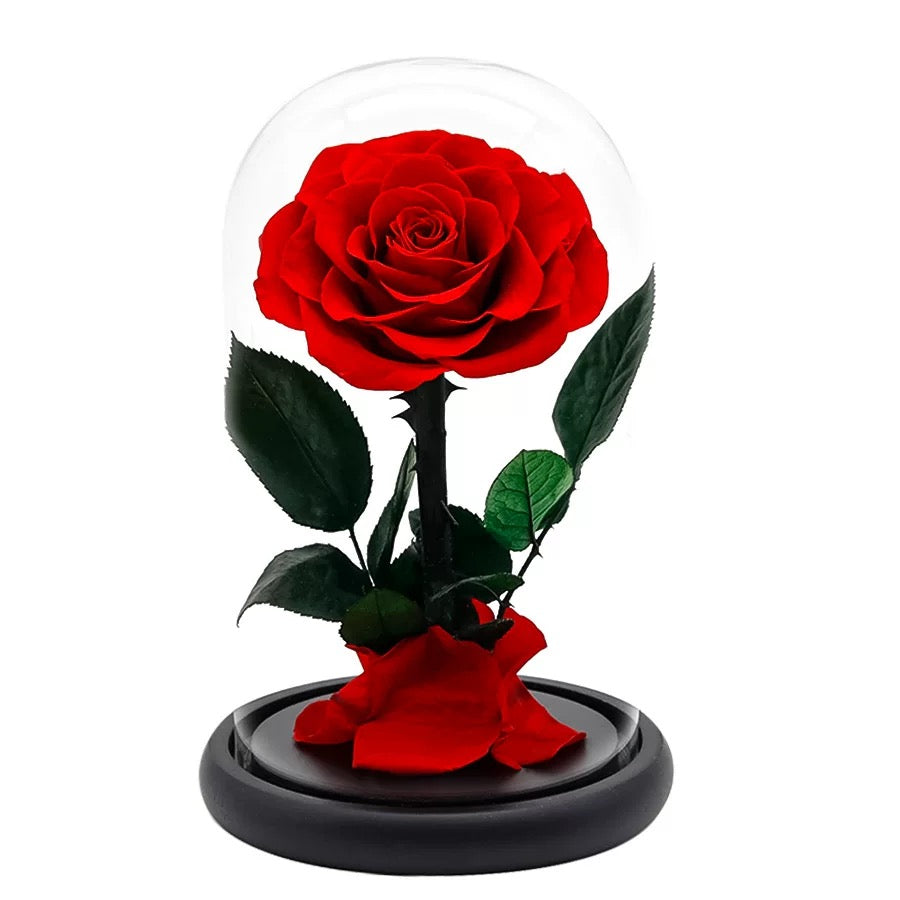 Preserved Real Rose in Glass Dome – Eternal Rose Gift for Her, Mom, Wife – Perfect for Special Occasions